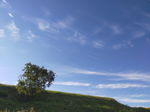 木と空の写真