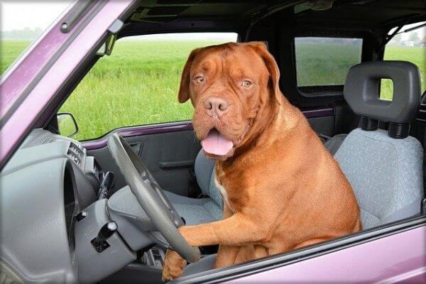 犬が運転席から外を見ている