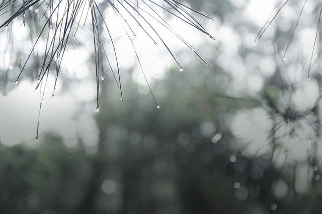 雨の写真