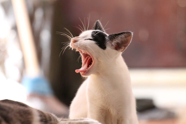 あくびをしている猫の写真